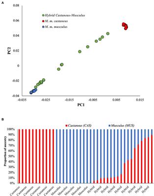 Deleterious mutation load in the admixed mice population